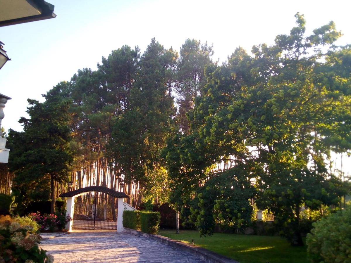Pinheirinhos - Quinta De Sao Caetano