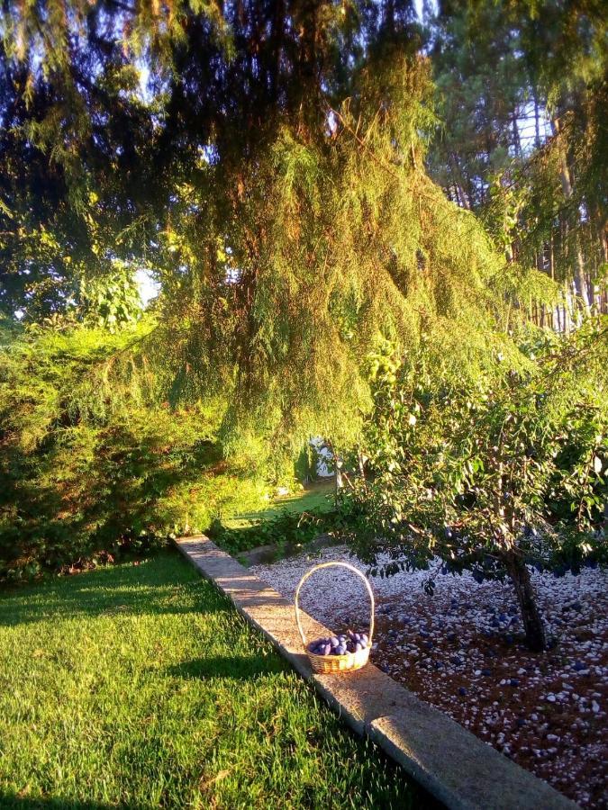Pinheirinhos - Quinta De Sao Caetano Farm stay