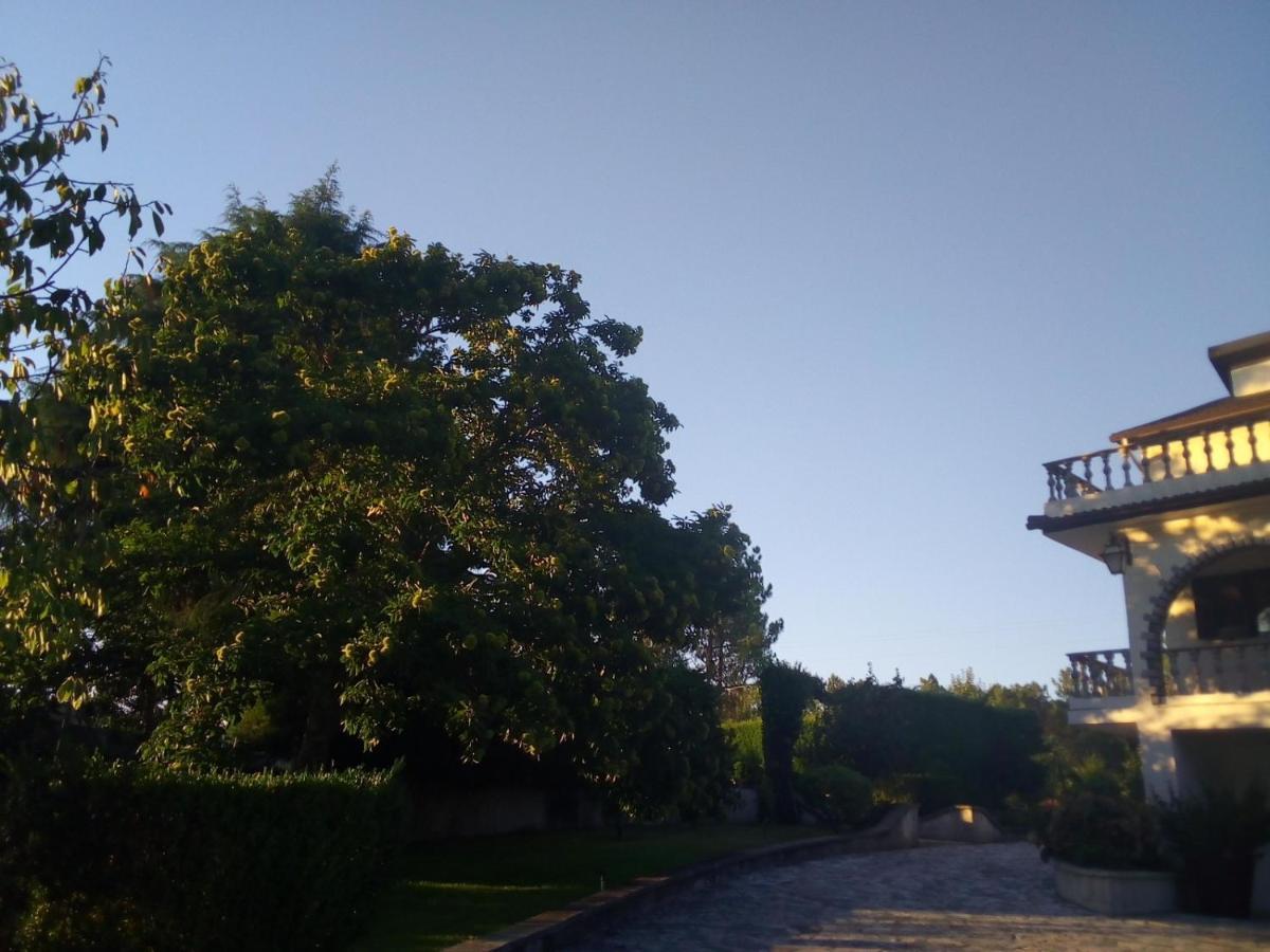 Pinheirinhos - Quinta De Sao Caetano *